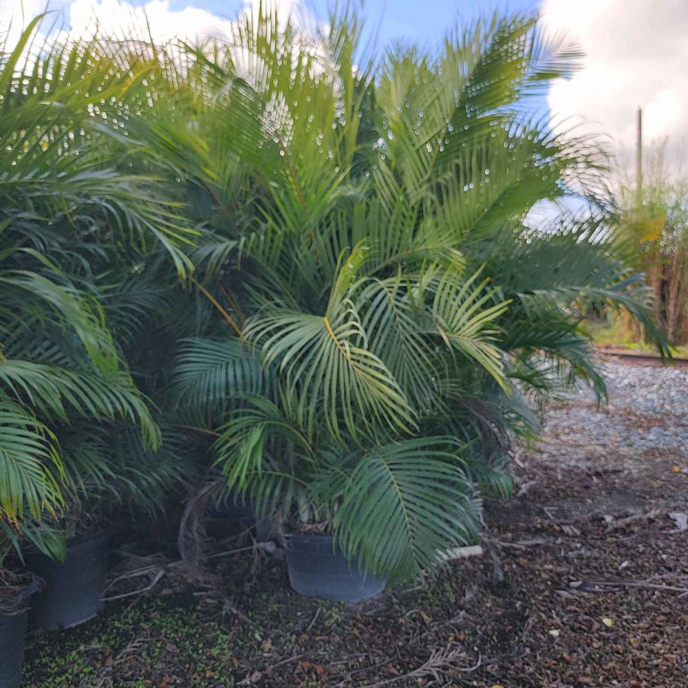 dypsis-lutescens-areca-palm