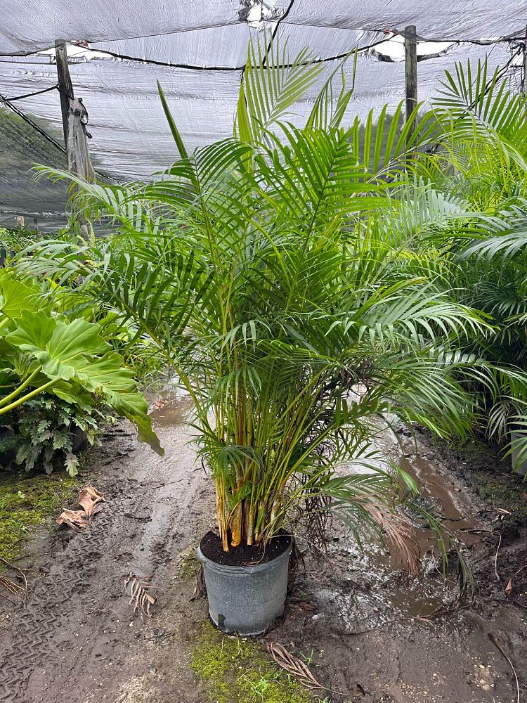 dypsis-lutescens-areca-palm