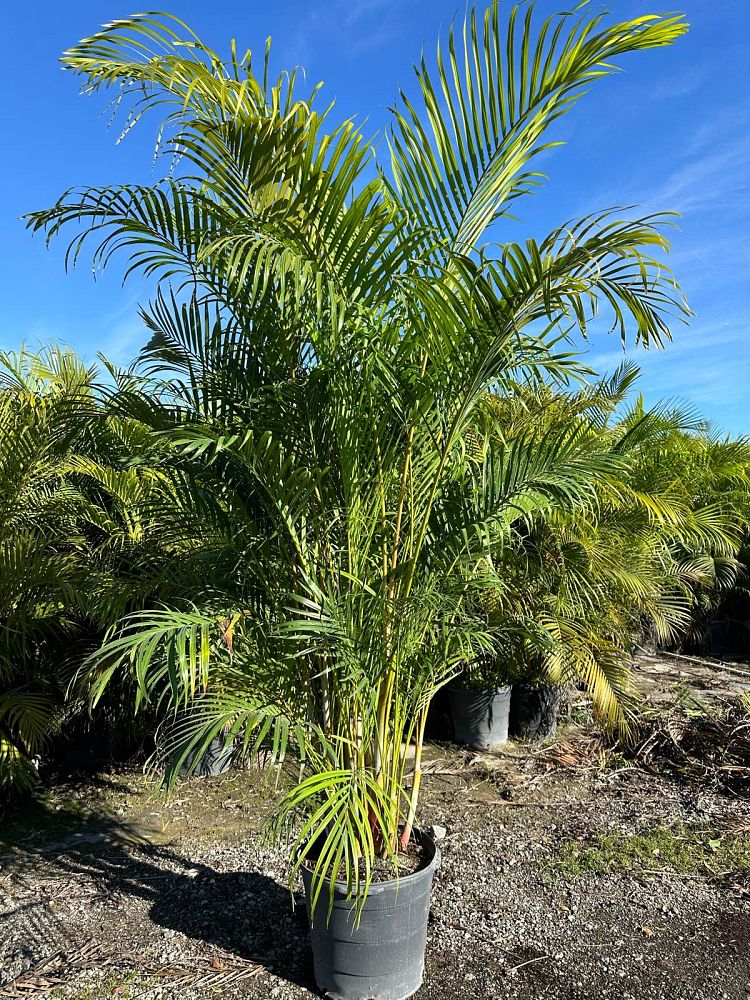 dypsis-lutescens-areca-palm