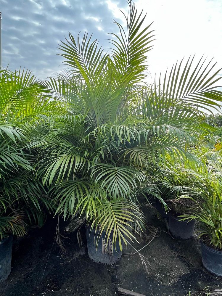 dypsis-lutescens-areca-palm