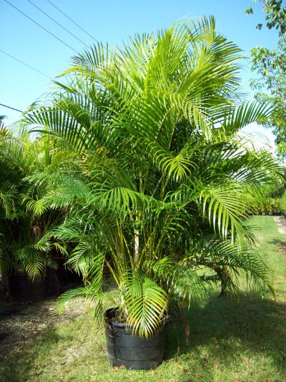 dypsis-lutescens-areca-palm