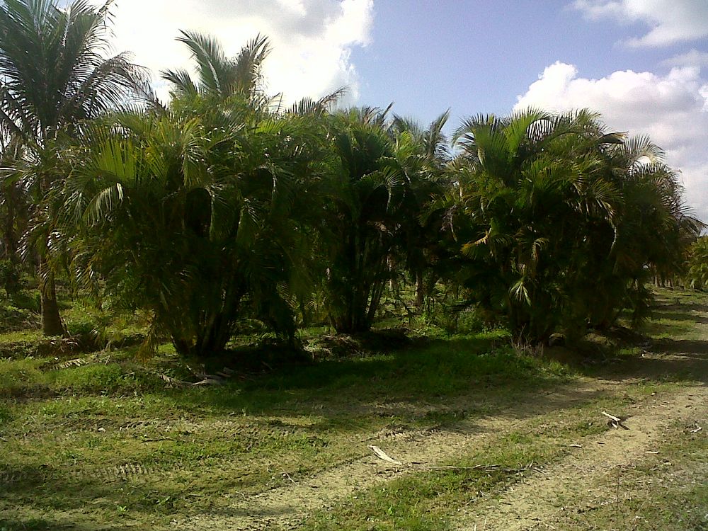 dypsis-lutescens-areca-palm