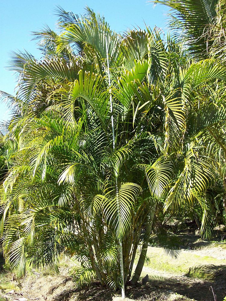 dypsis-lutescens-areca-palm