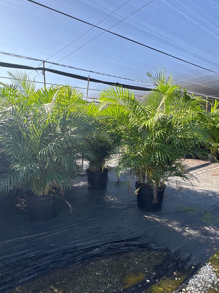 dypsis-lutescens-areca-palm