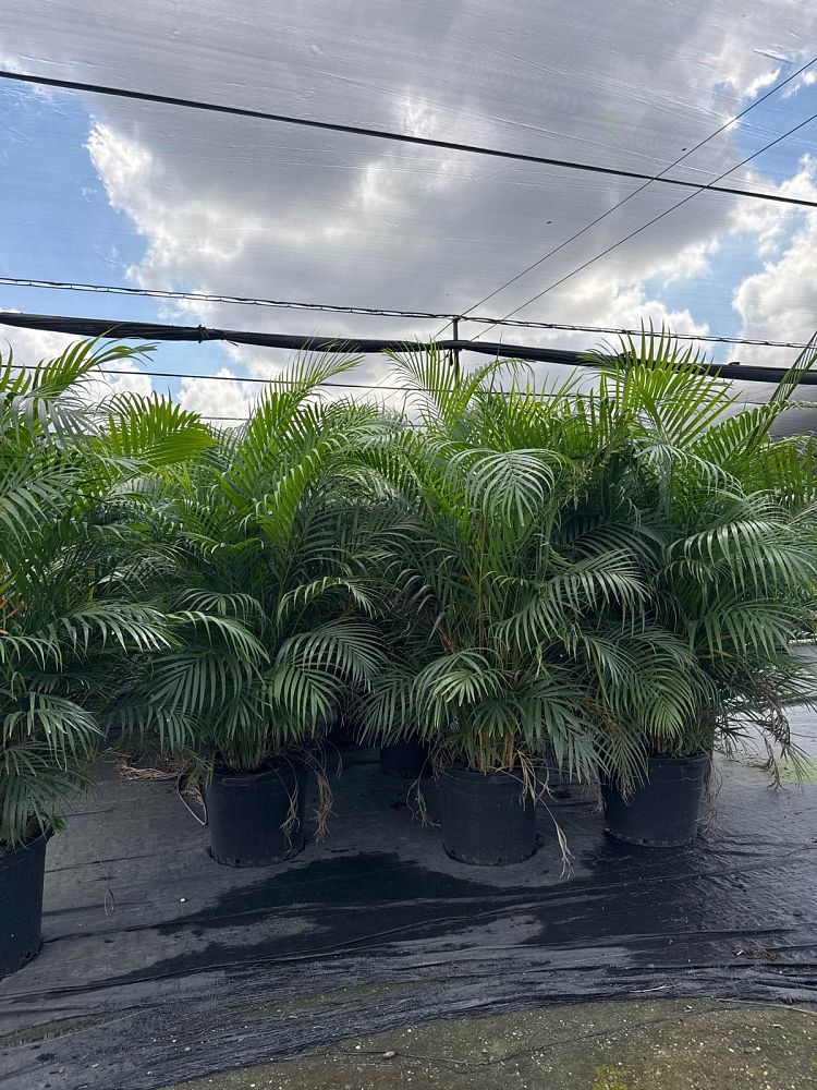 dypsis-lutescens-areca-palm