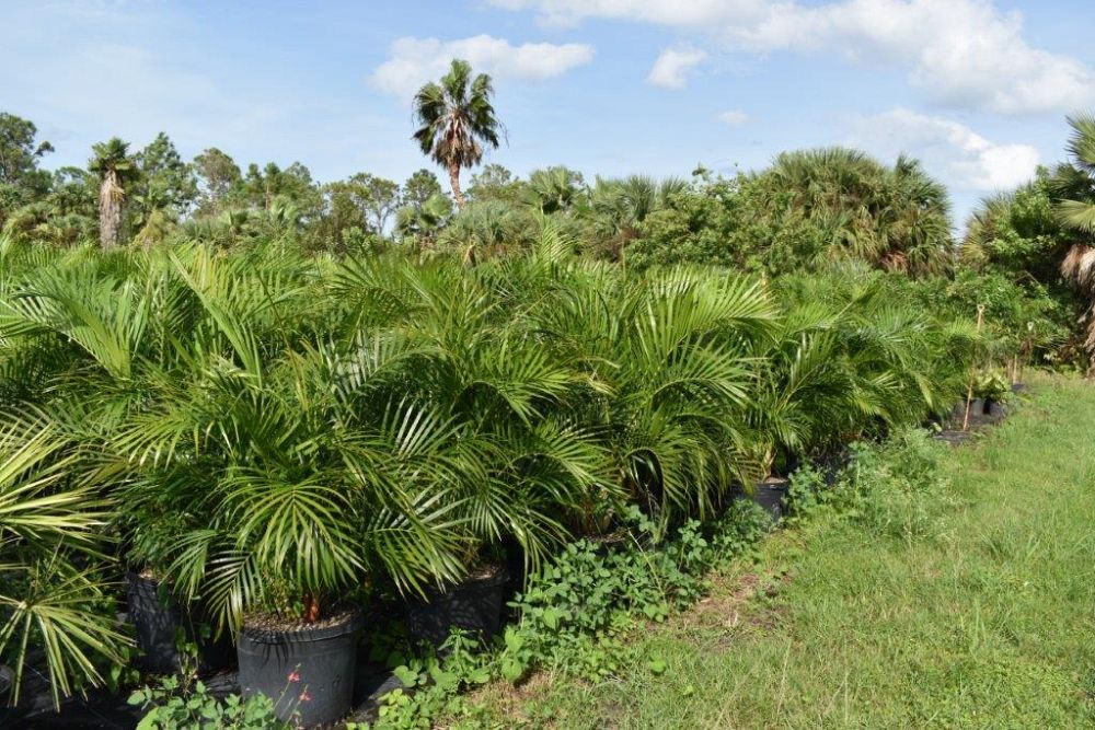 dypsis-lutescens-areca-palm