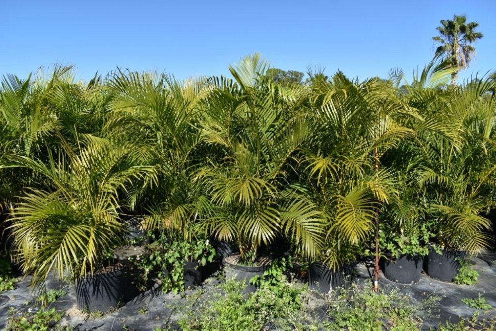 dypsis-lutescens-areca-palm