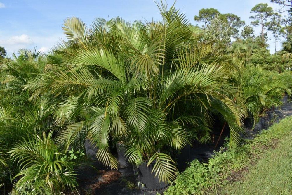 dypsis-lutescens-areca-palm