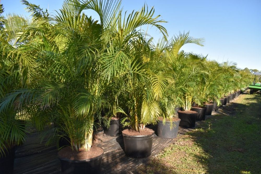 dypsis-lutescens-areca-palm