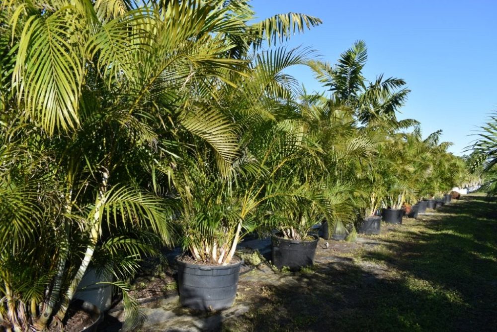 dypsis-lutescens-areca-palm