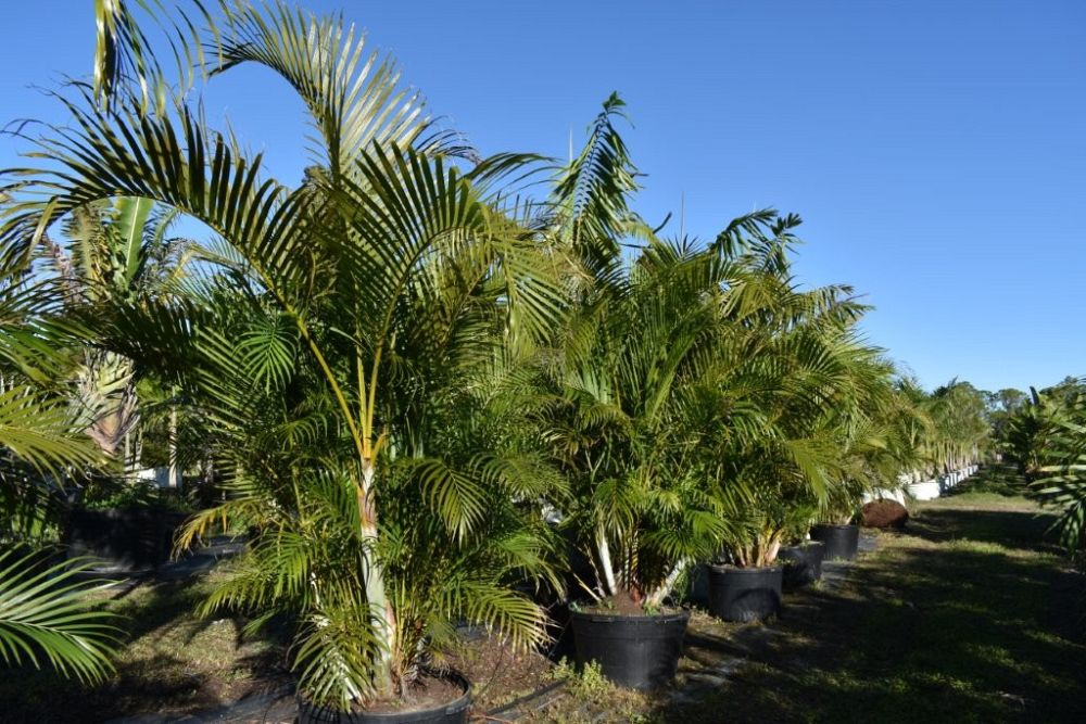 dypsis-lutescens-areca-palm