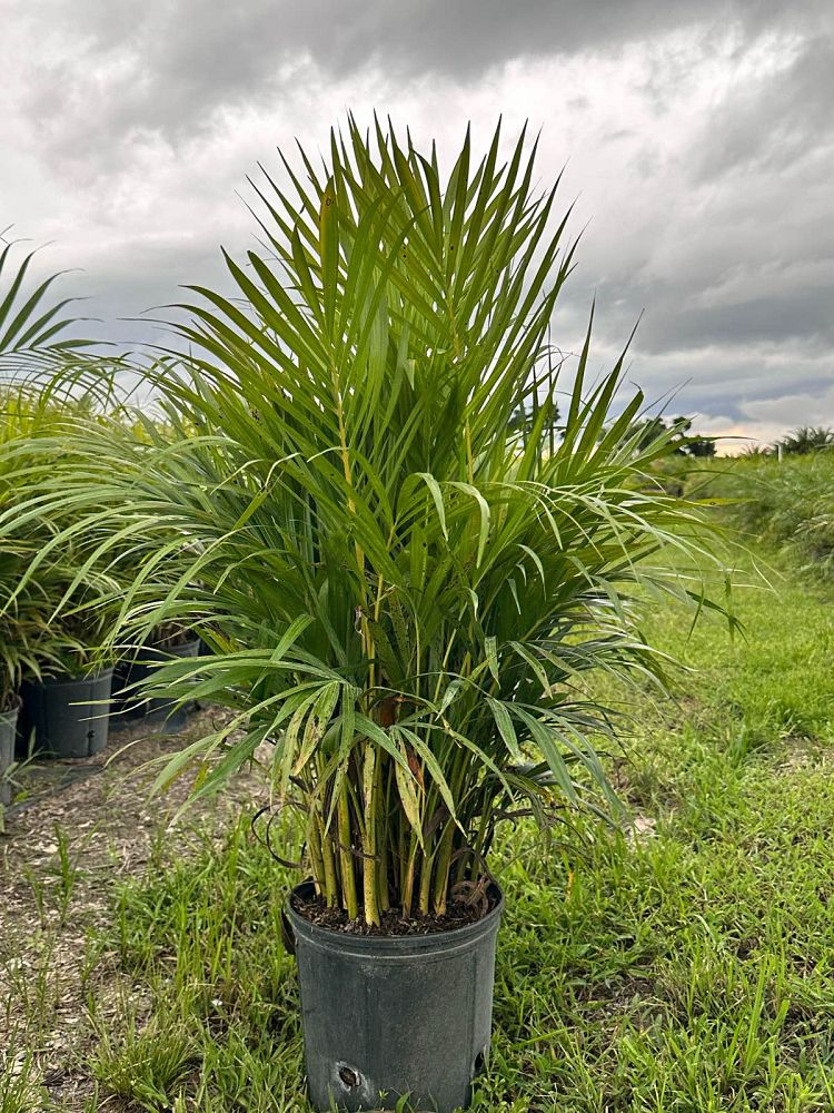 dypsis-lutescens-areca-palm