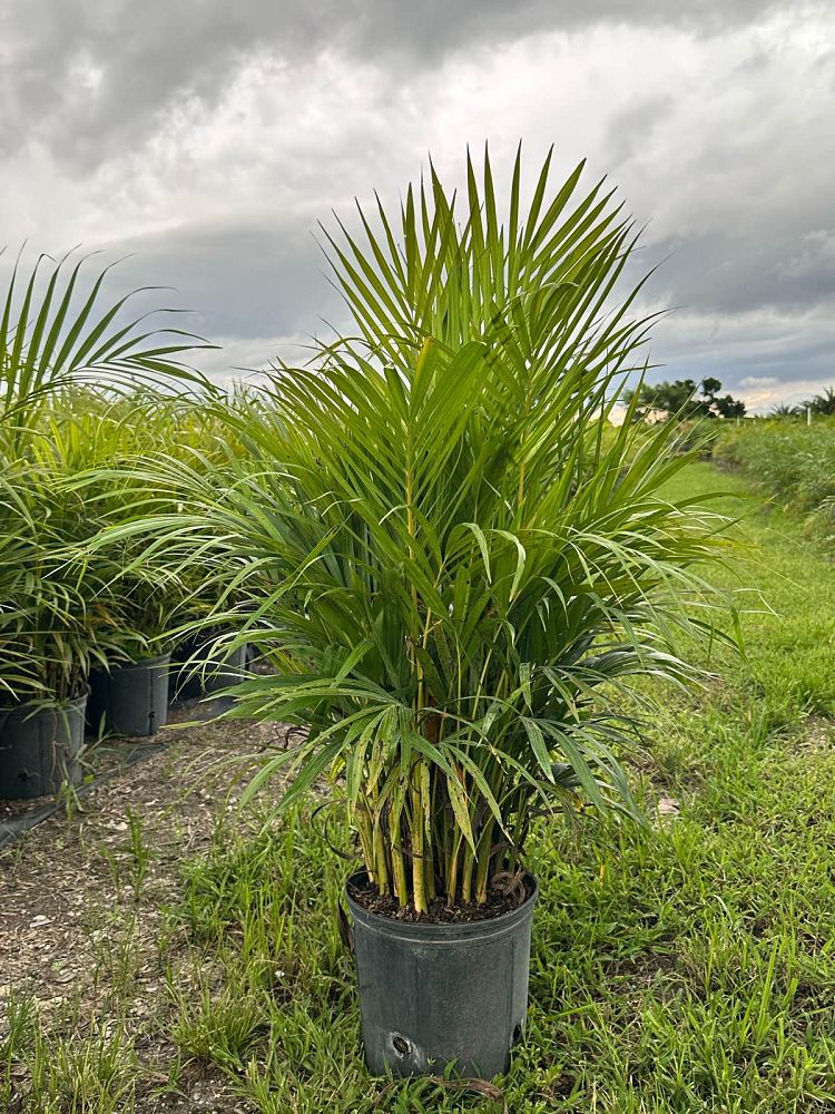 dypsis-lutescens-areca-palm