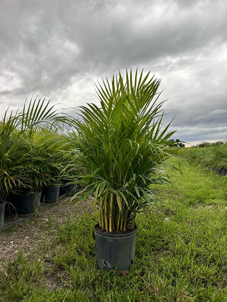 dypsis-lutescens-areca-palm