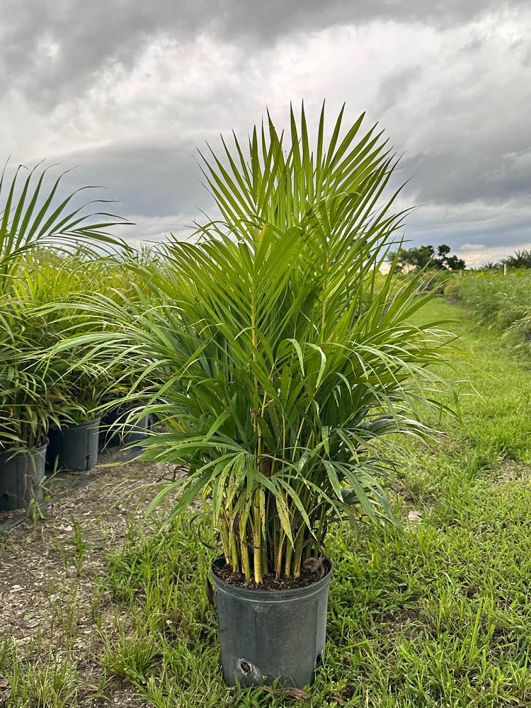 dypsis-lutescens-areca-palm