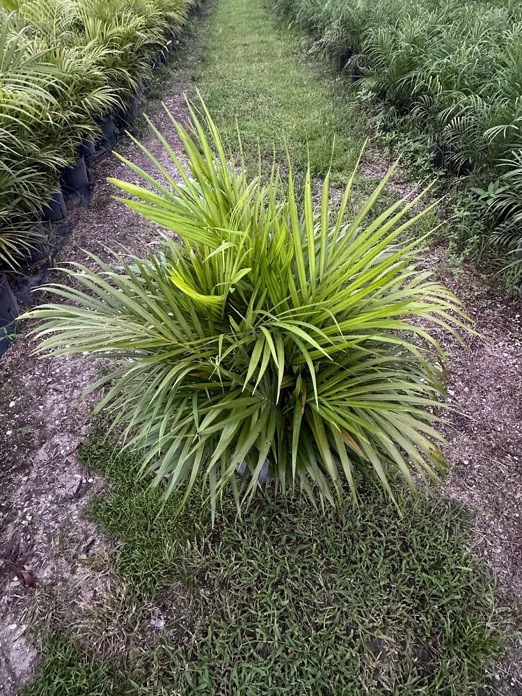 dypsis-lutescens-areca-palm