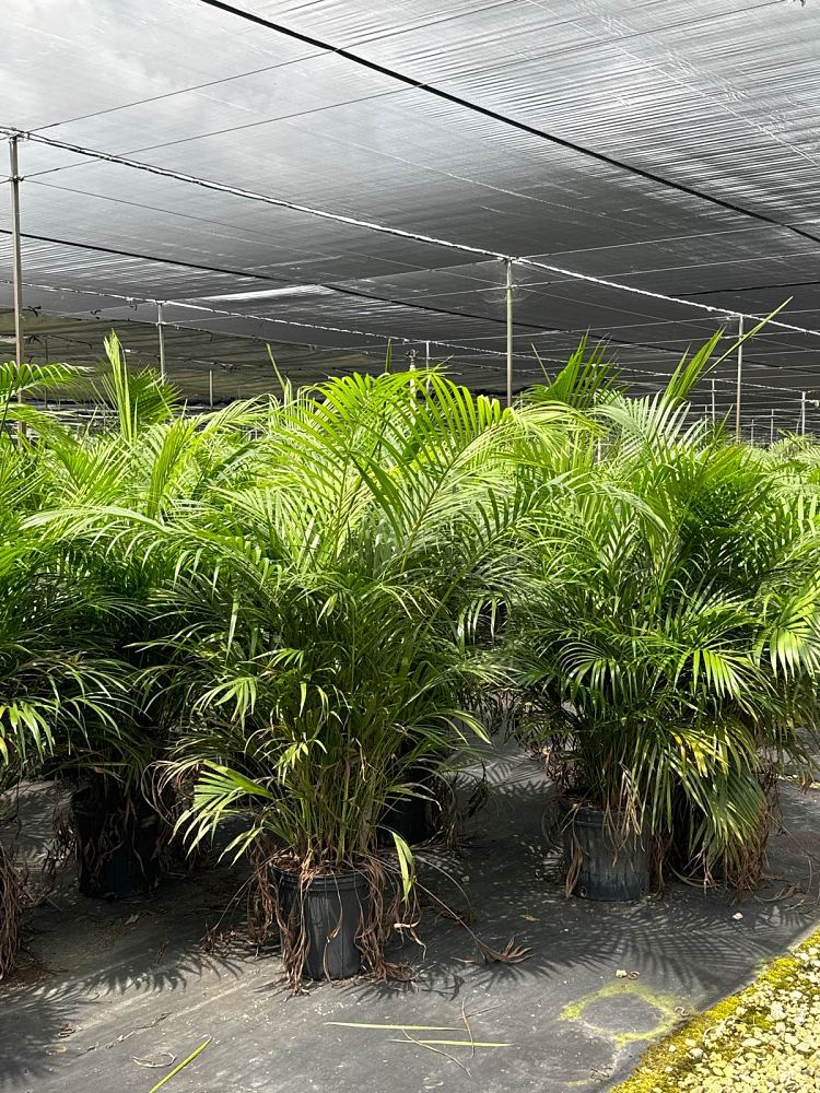 dypsis-lutescens-areca-palm