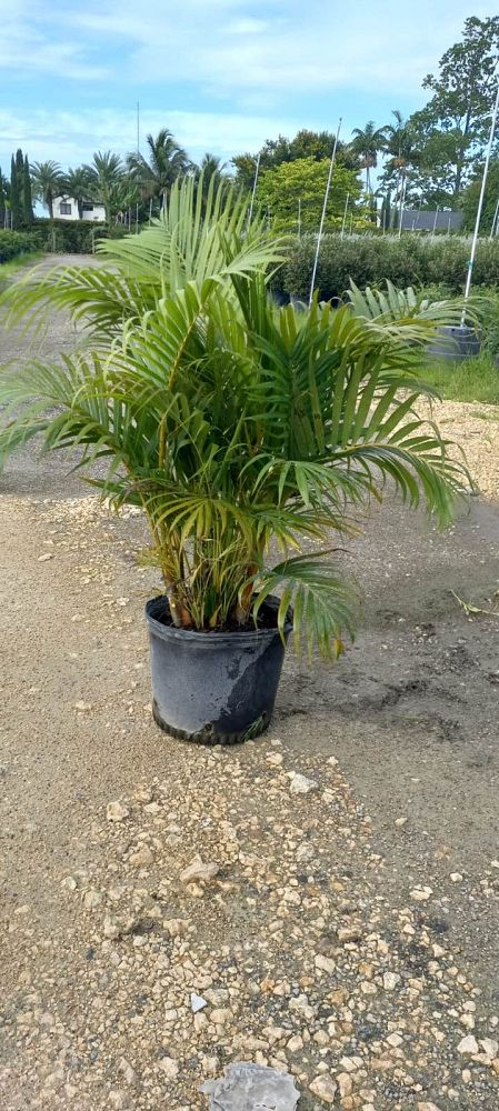 dypsis-lutescens-areca-palm