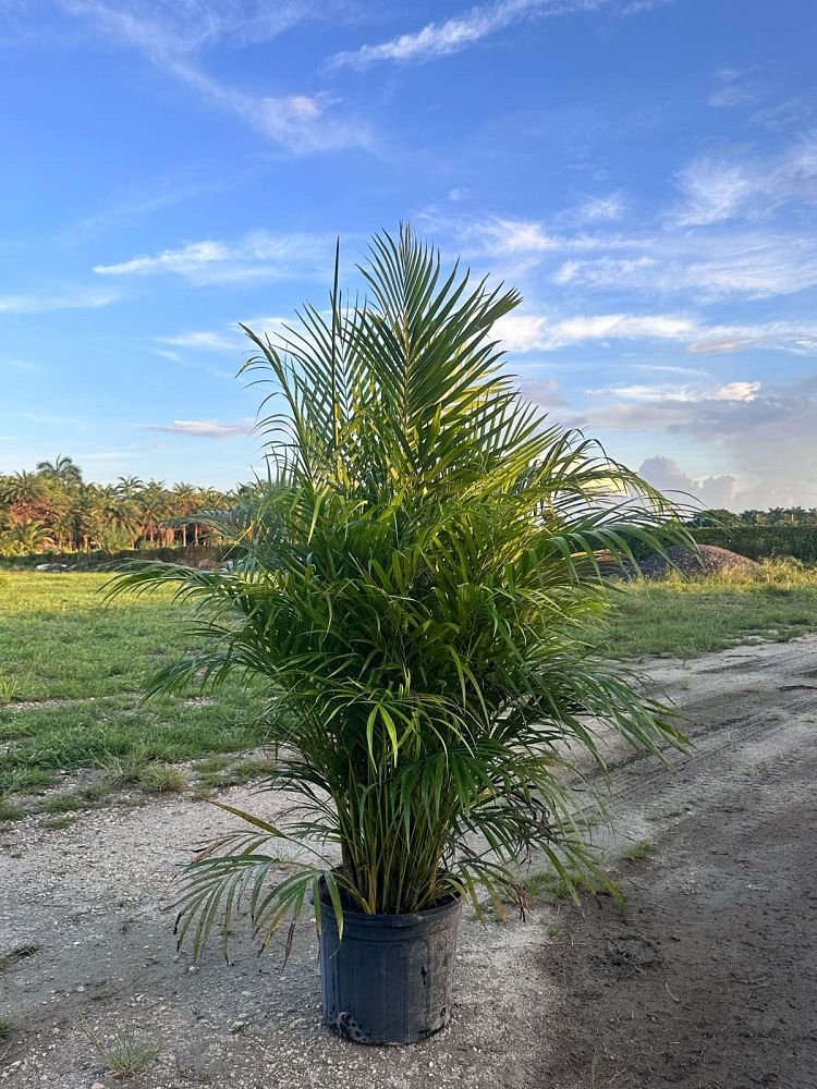 dypsis-lutescens-areca-palm