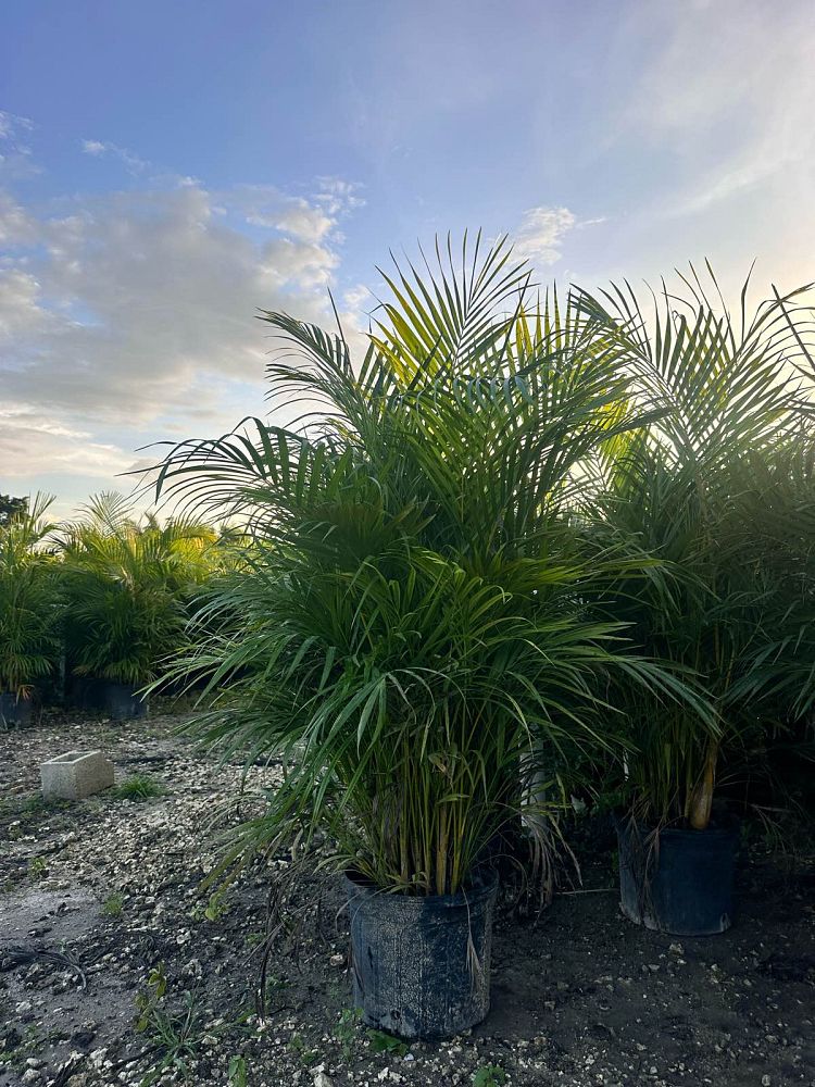 dypsis-lutescens-areca-palm