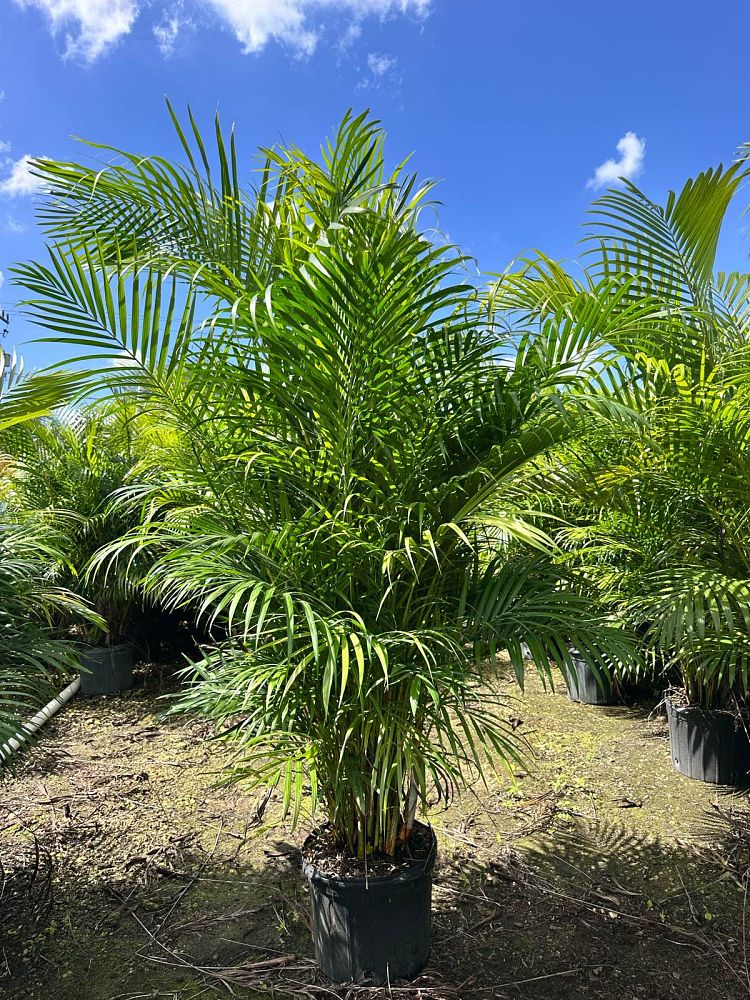 dypsis-lutescens-areca-palm