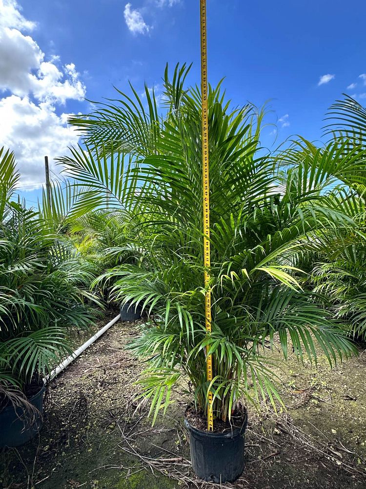 dypsis-lutescens-areca-palm