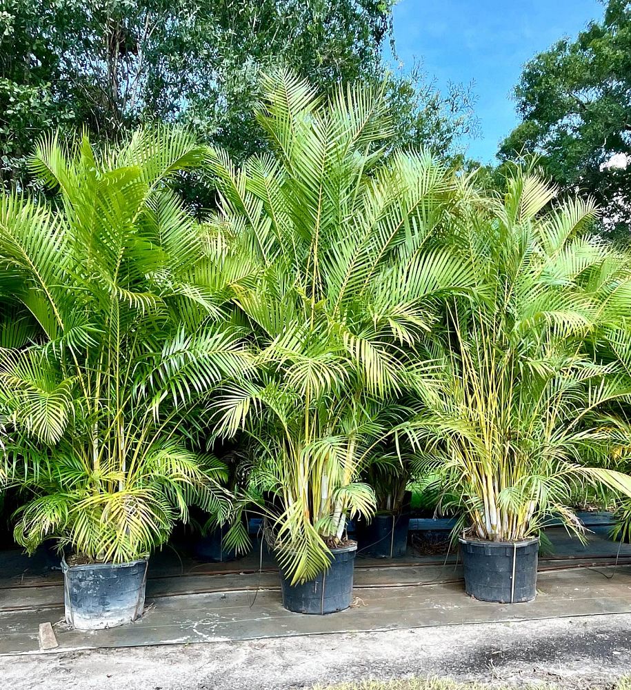 dypsis-lutescens-areca-palm