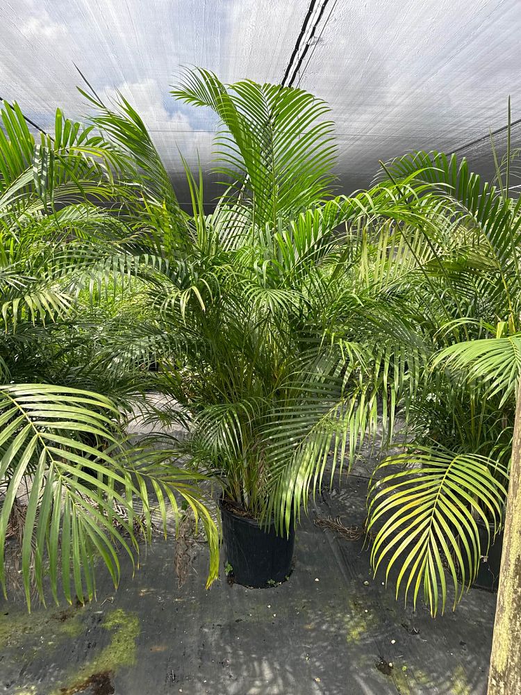 dypsis-lutescens-areca-palm