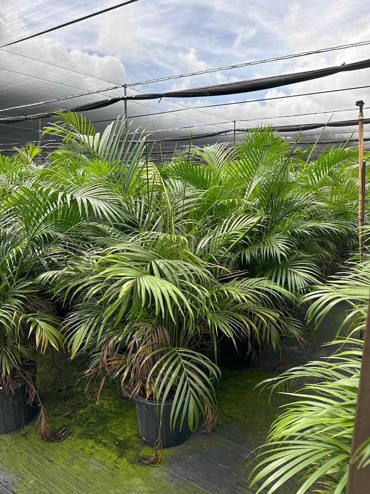 dypsis-lutescens-areca-palm