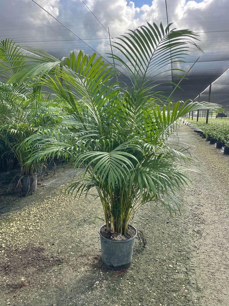 dypsis-lutescens-areca-palm