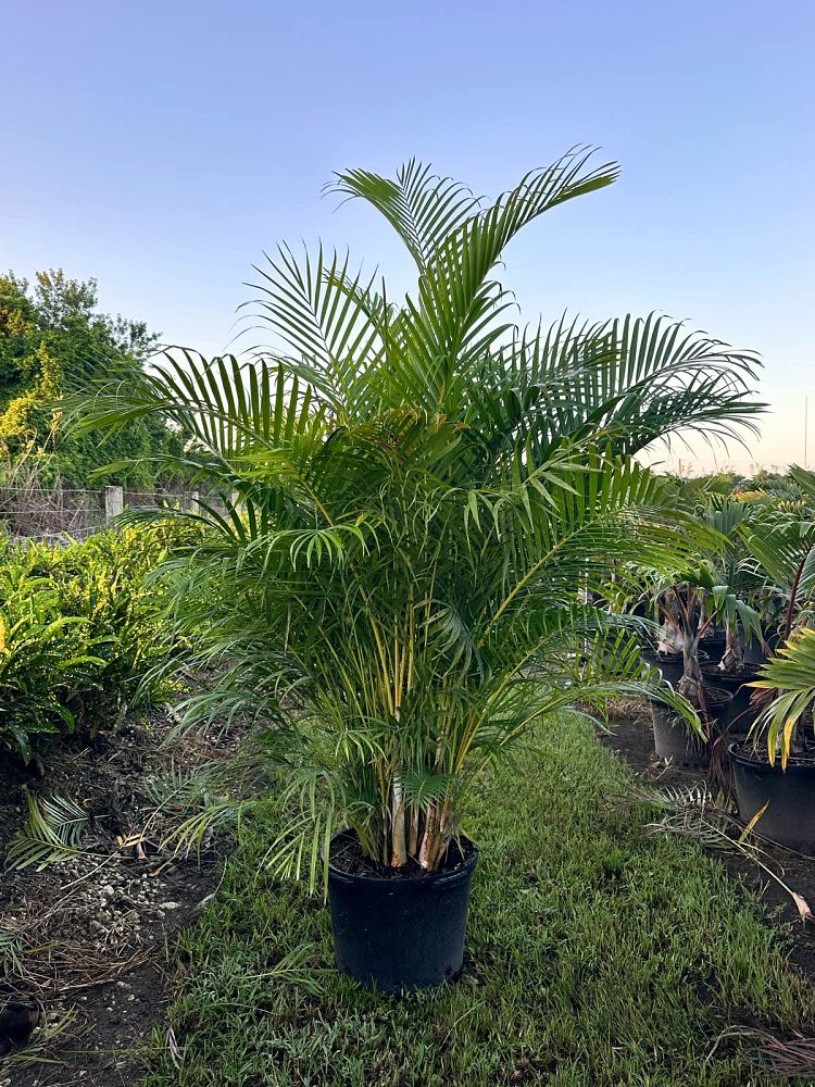 dypsis-lutescens-areca-palm