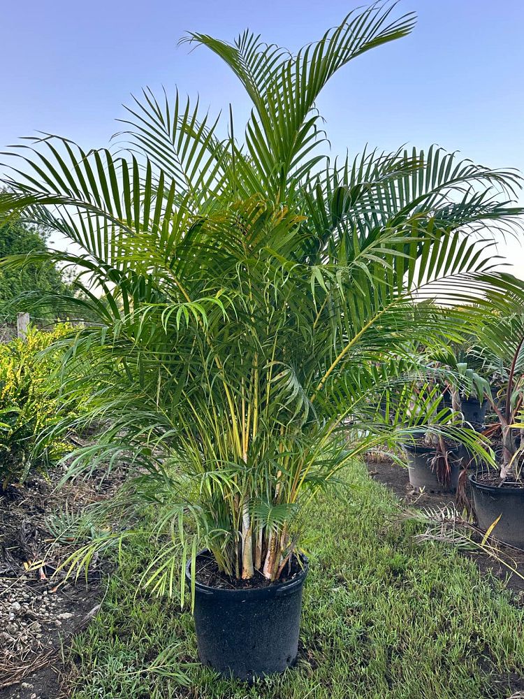 dypsis-lutescens-areca-palm