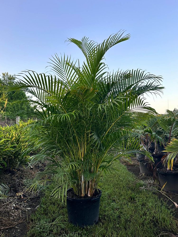 dypsis-lutescens-areca-palm