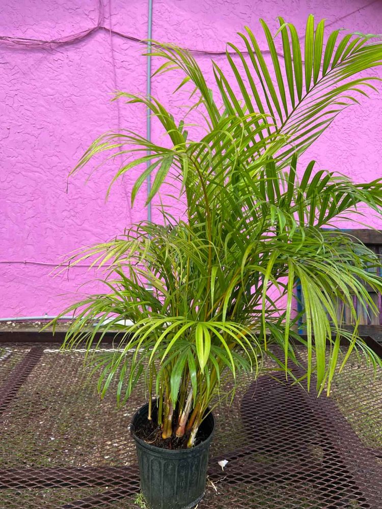 dypsis-lutescens-areca-palm