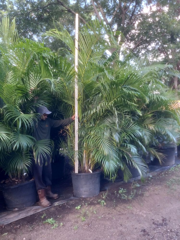 dypsis-lutescens-areca-palm