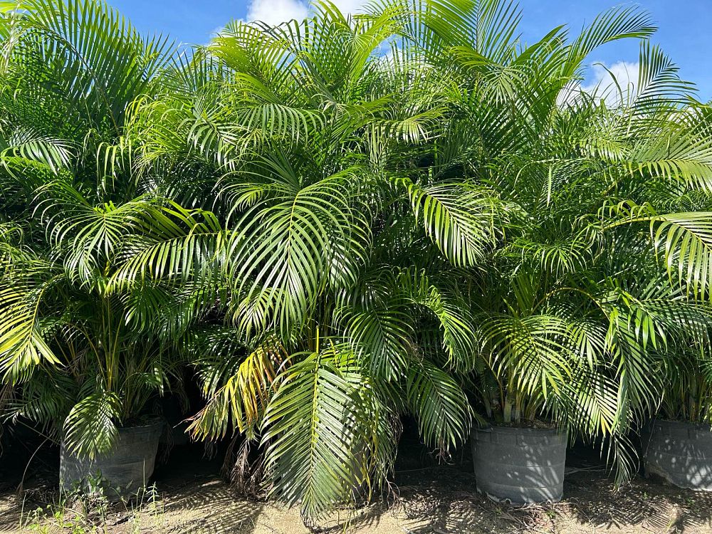 dypsis-lutescens-areca-palm