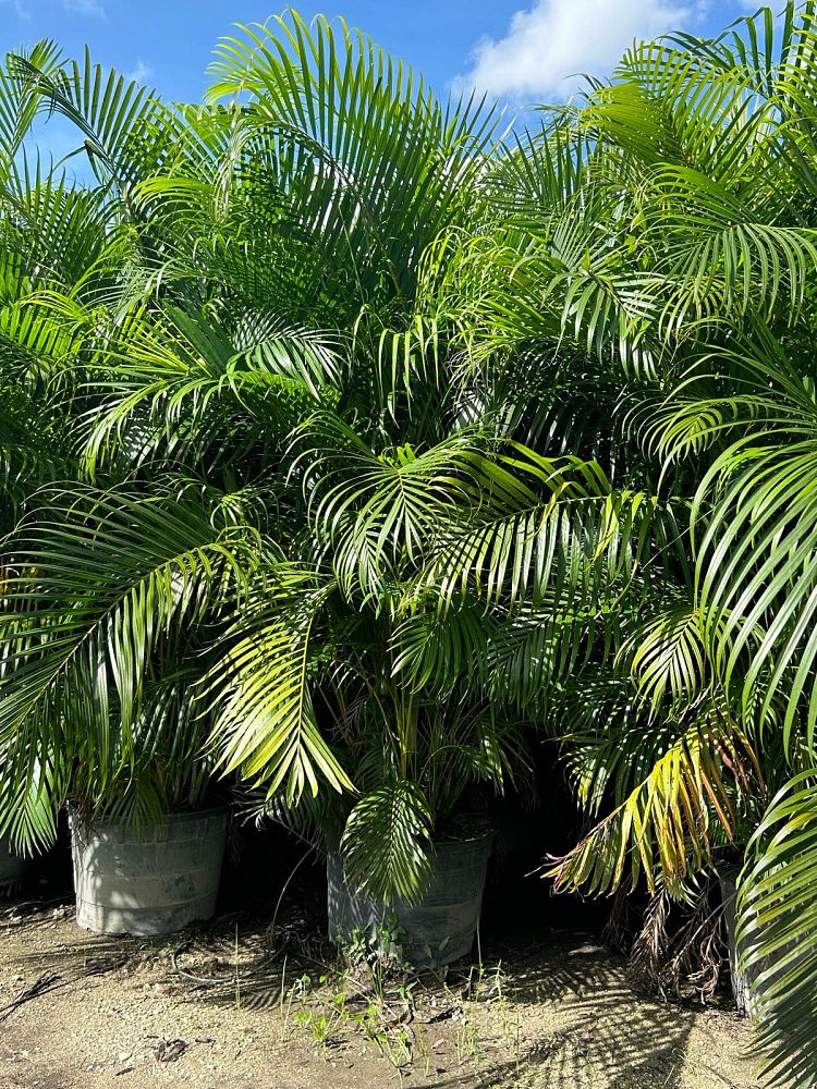 dypsis-lutescens-areca-palm