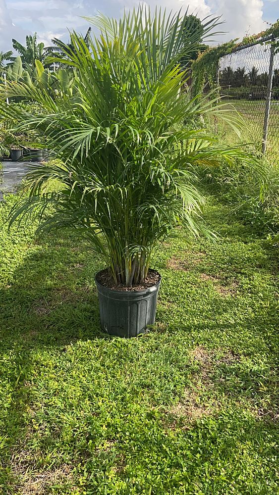 dypsis-lutescens-areca-palm