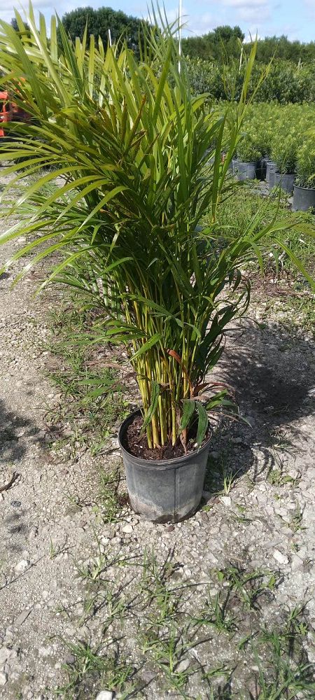 dypsis-lutescens-areca-palm