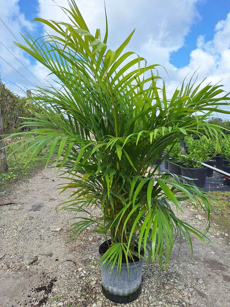 dypsis-lutescens-areca-palm