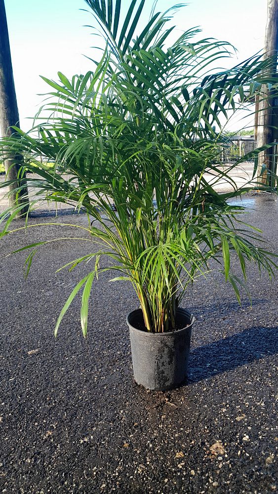 dypsis-lutescens-areca-palm