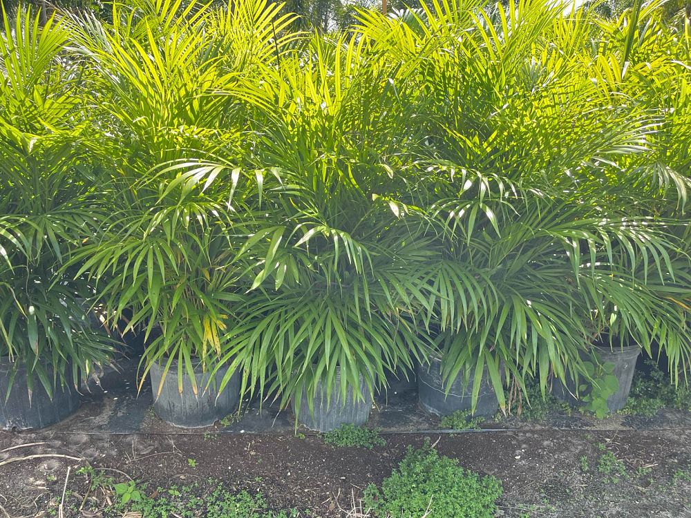 dypsis-lutescens-areca-palm