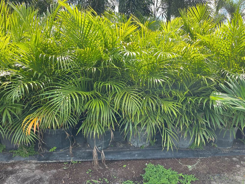 dypsis-lutescens-areca-palm