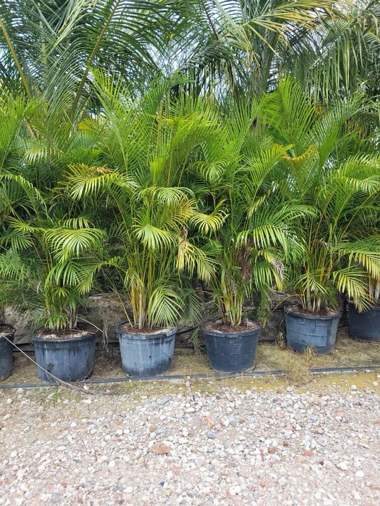 dypsis-lutescens-areca-palm