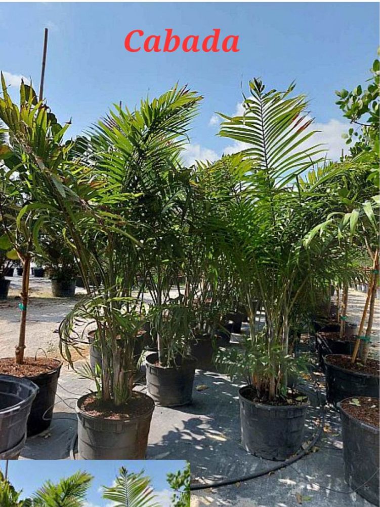 dypsis-lutescens-areca-palm