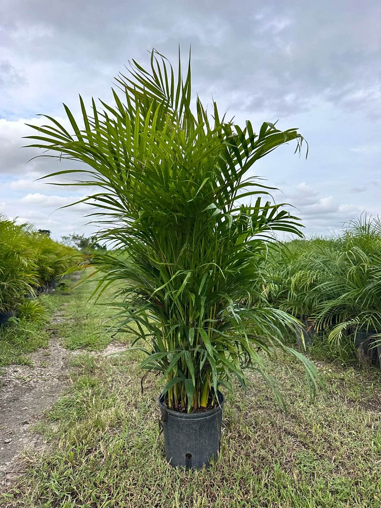 dypsis-lutescens-areca-palm