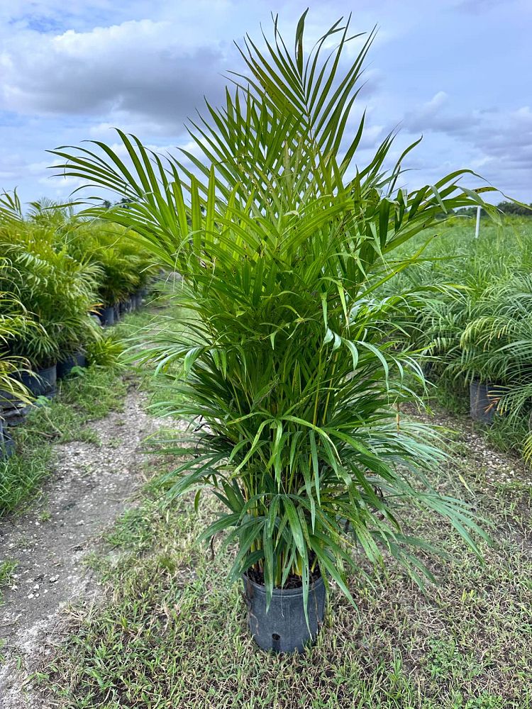 dypsis-lutescens-areca-palm