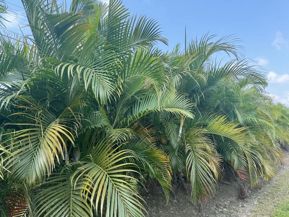 dypsis-lutescens-areca-palm