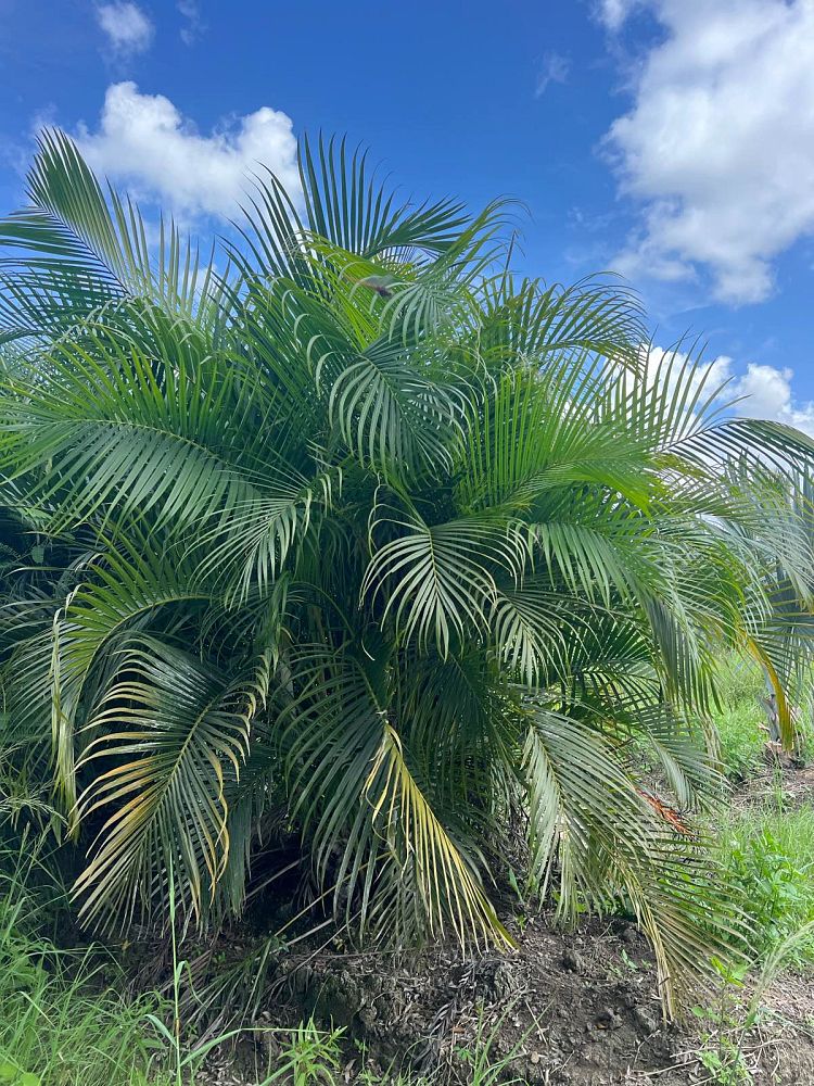 dypsis-lutescens-areca-palm