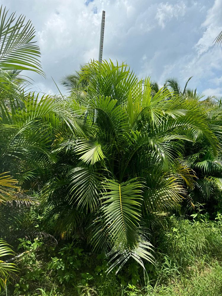 dypsis-lutescens-areca-palm